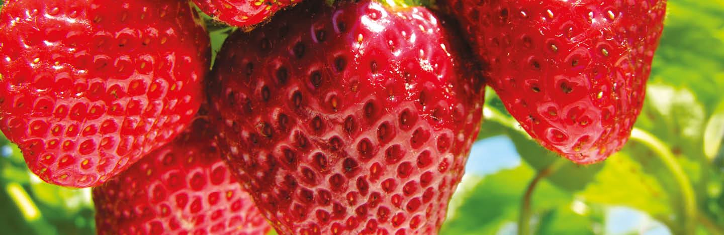 Ягодоплодни култури