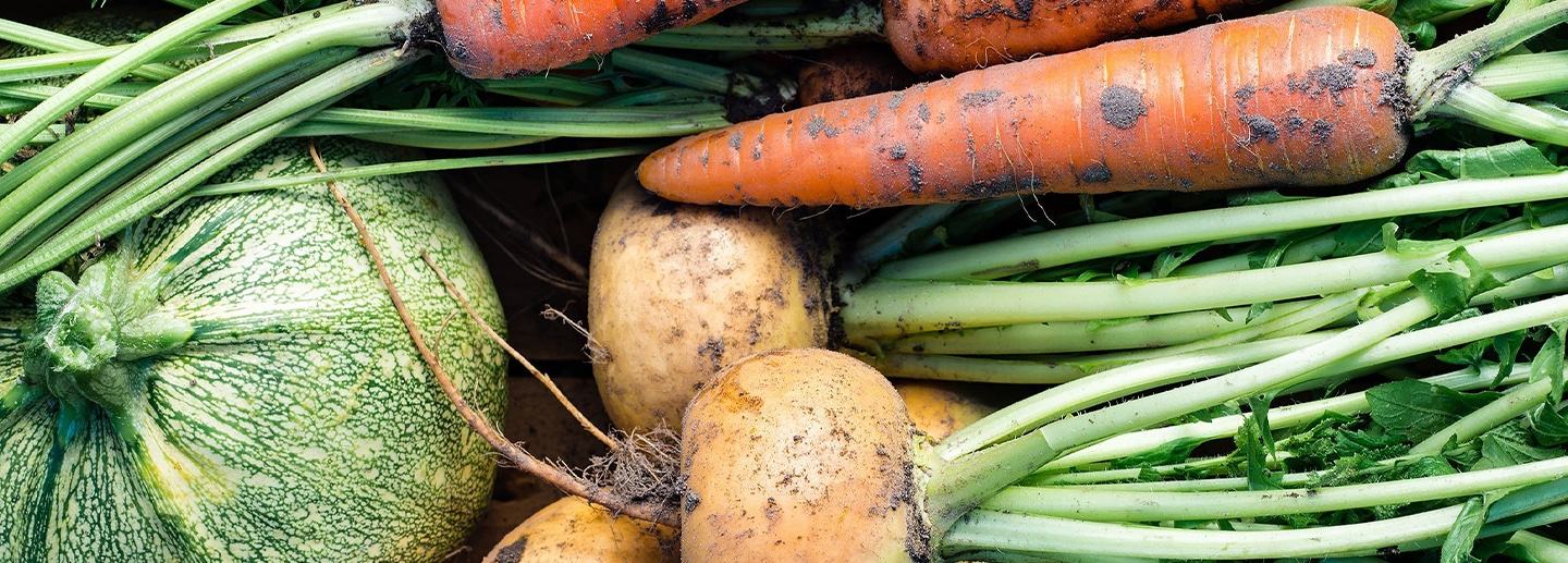 Зеленчукови култури