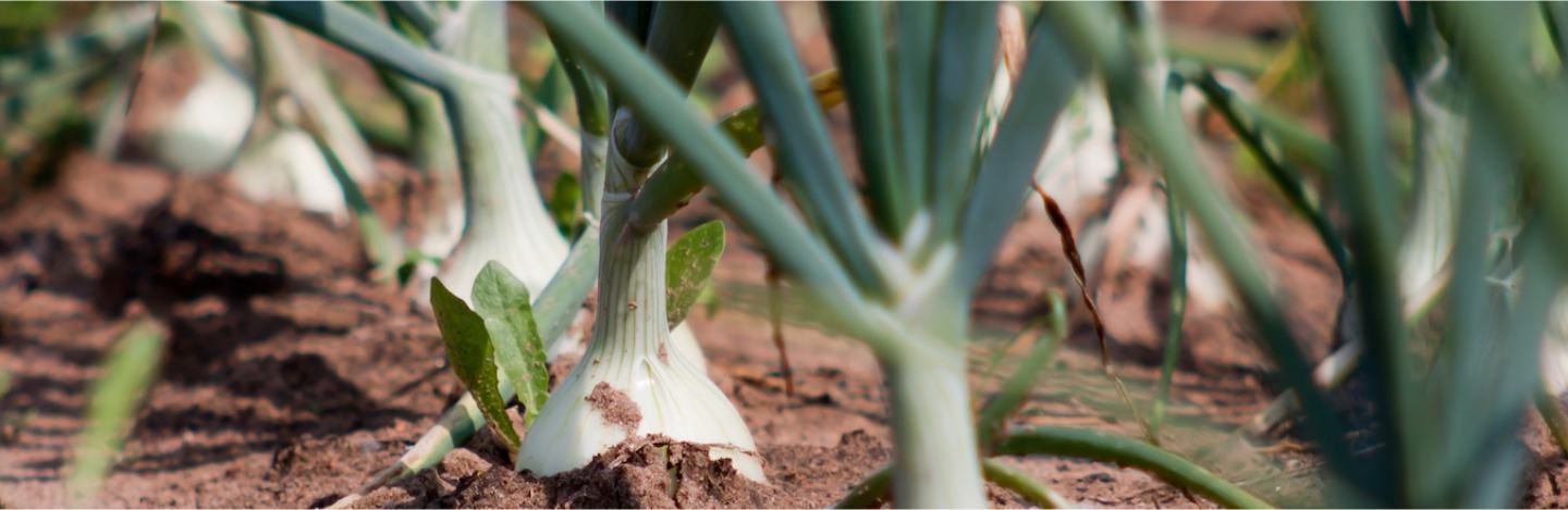 Лукови култури