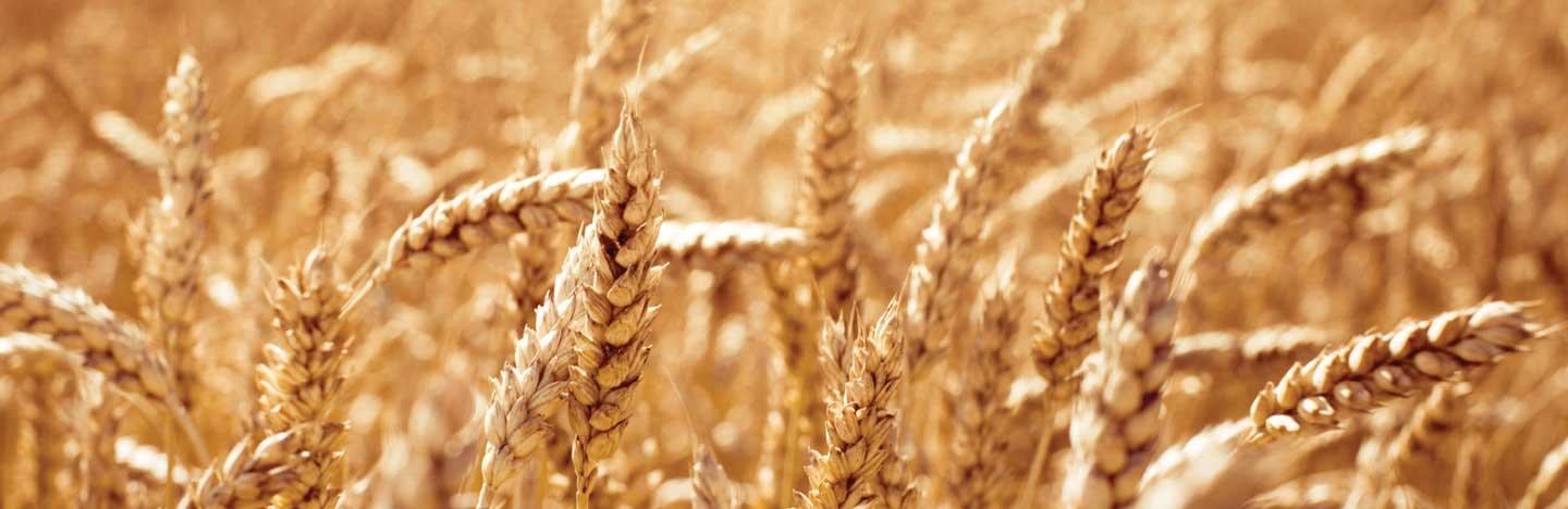 Зърнено-житни култури