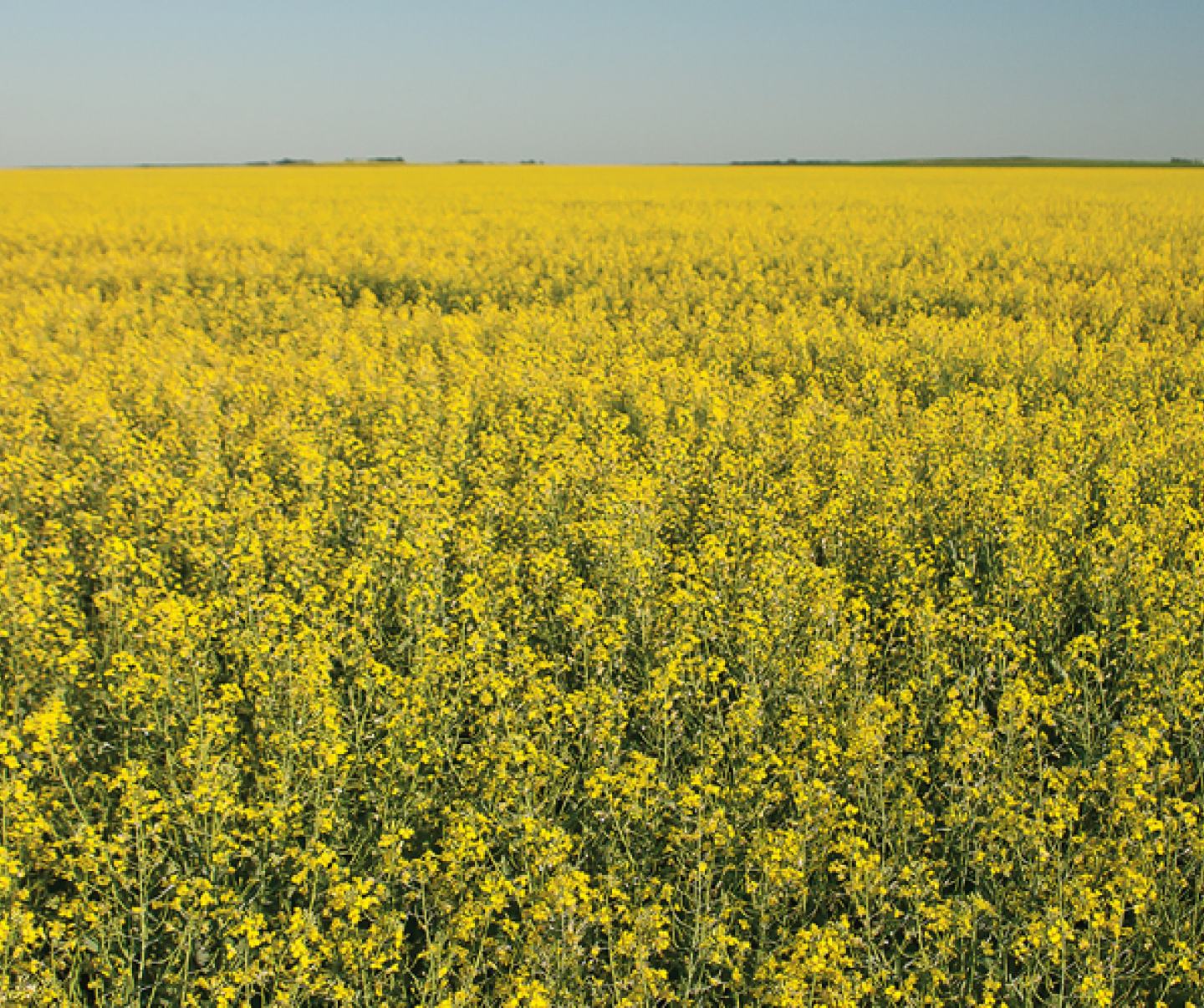 yellow canola field