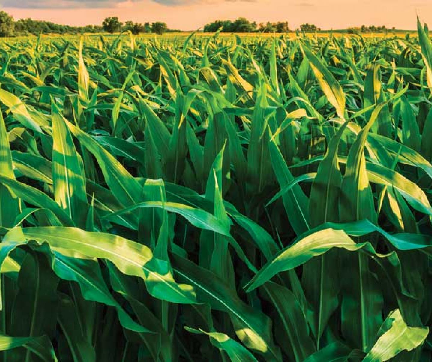 corn