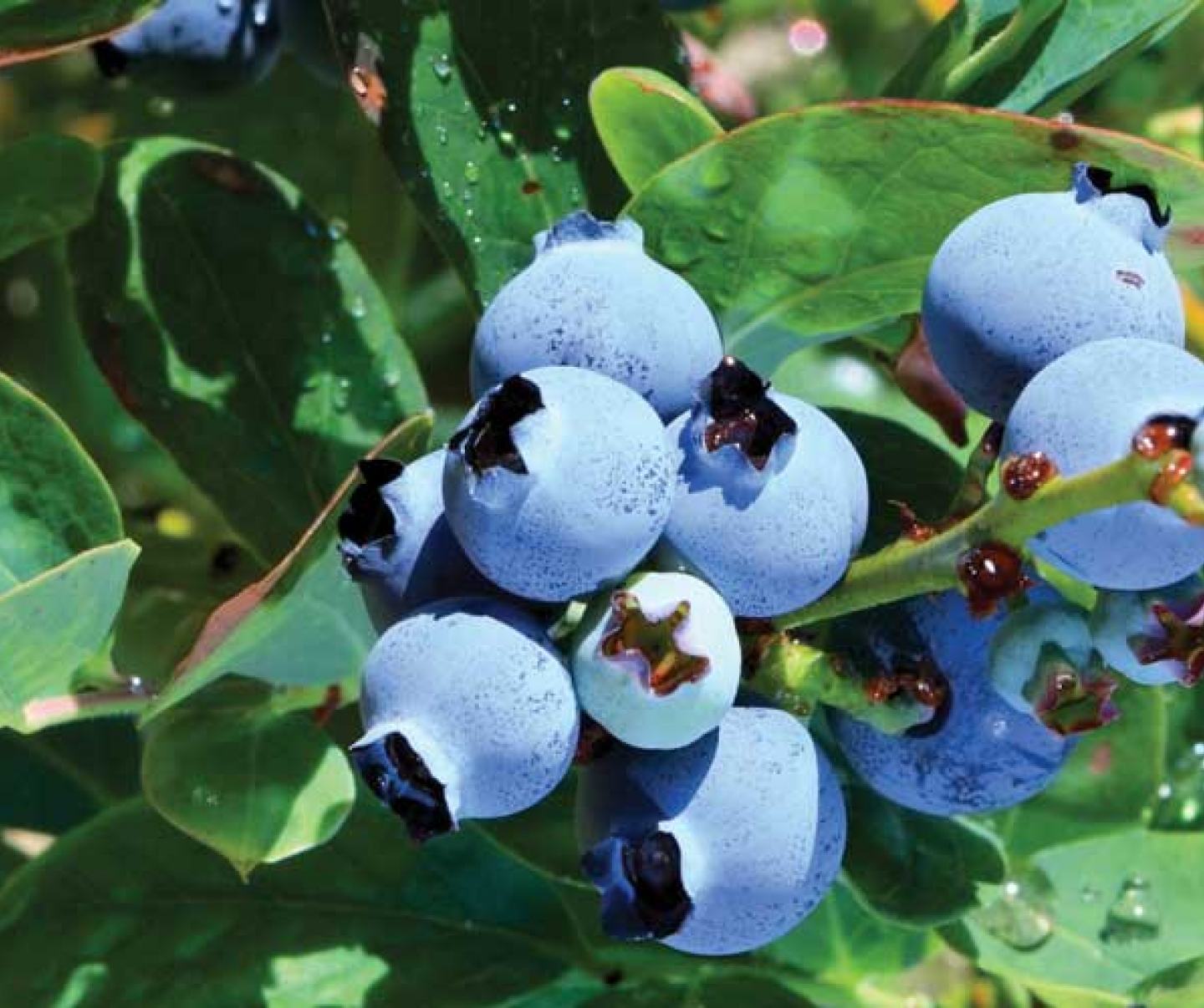 blueberries