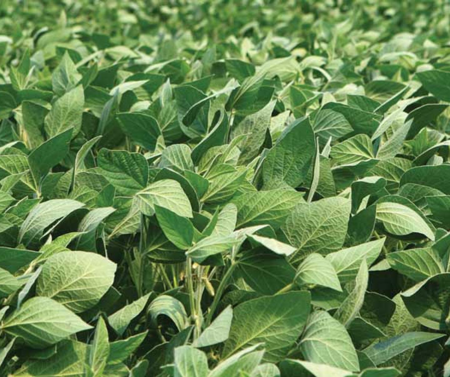 soybean field