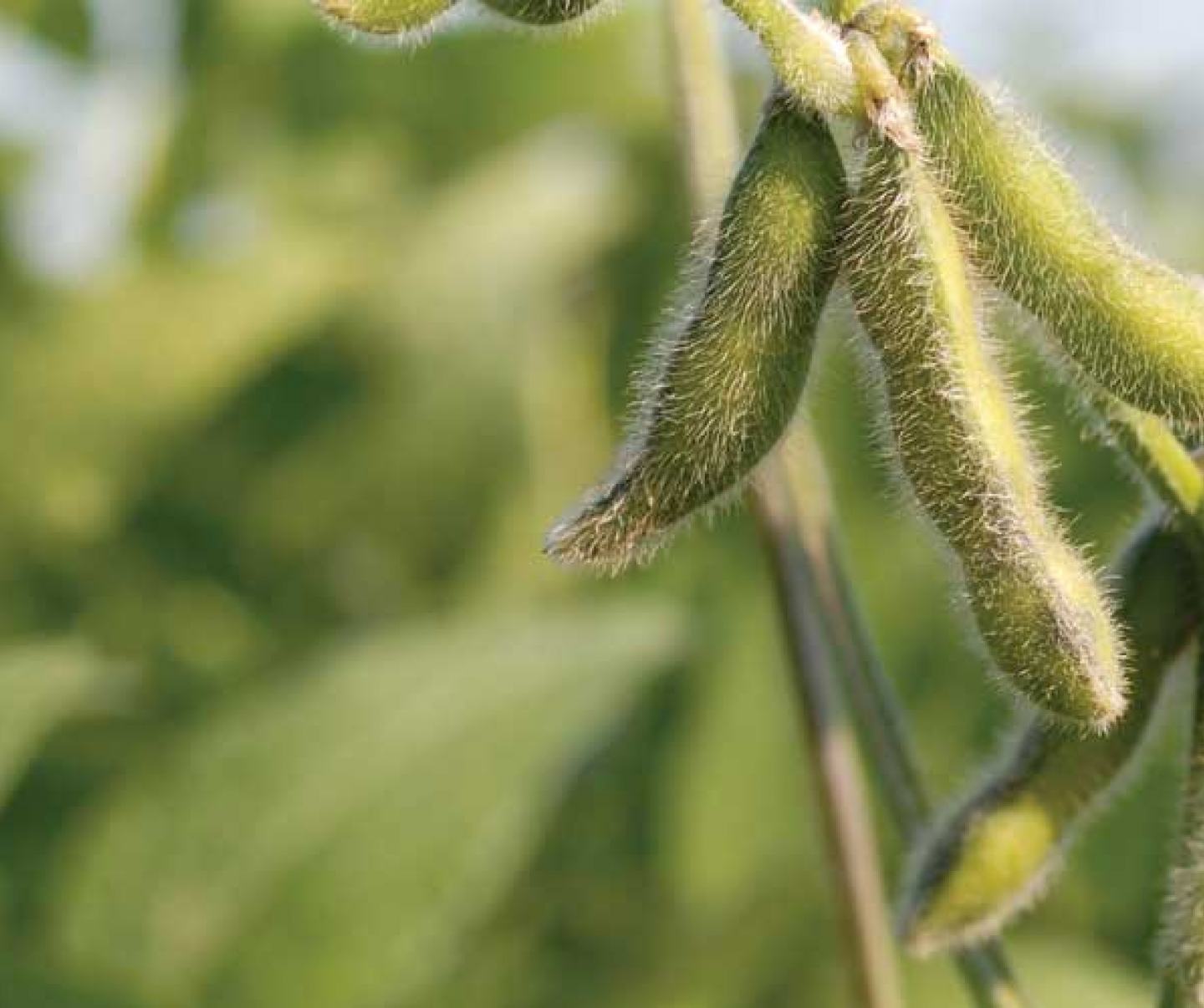 soybean