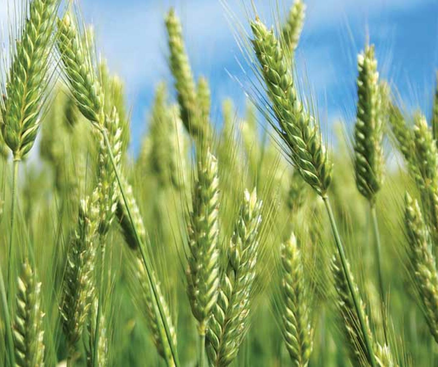 wheat