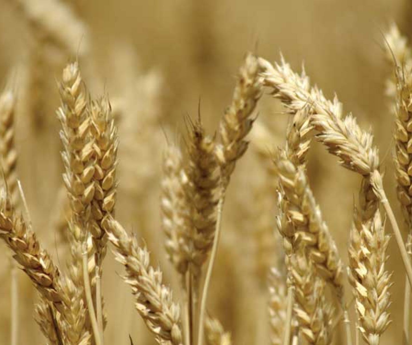 wheat