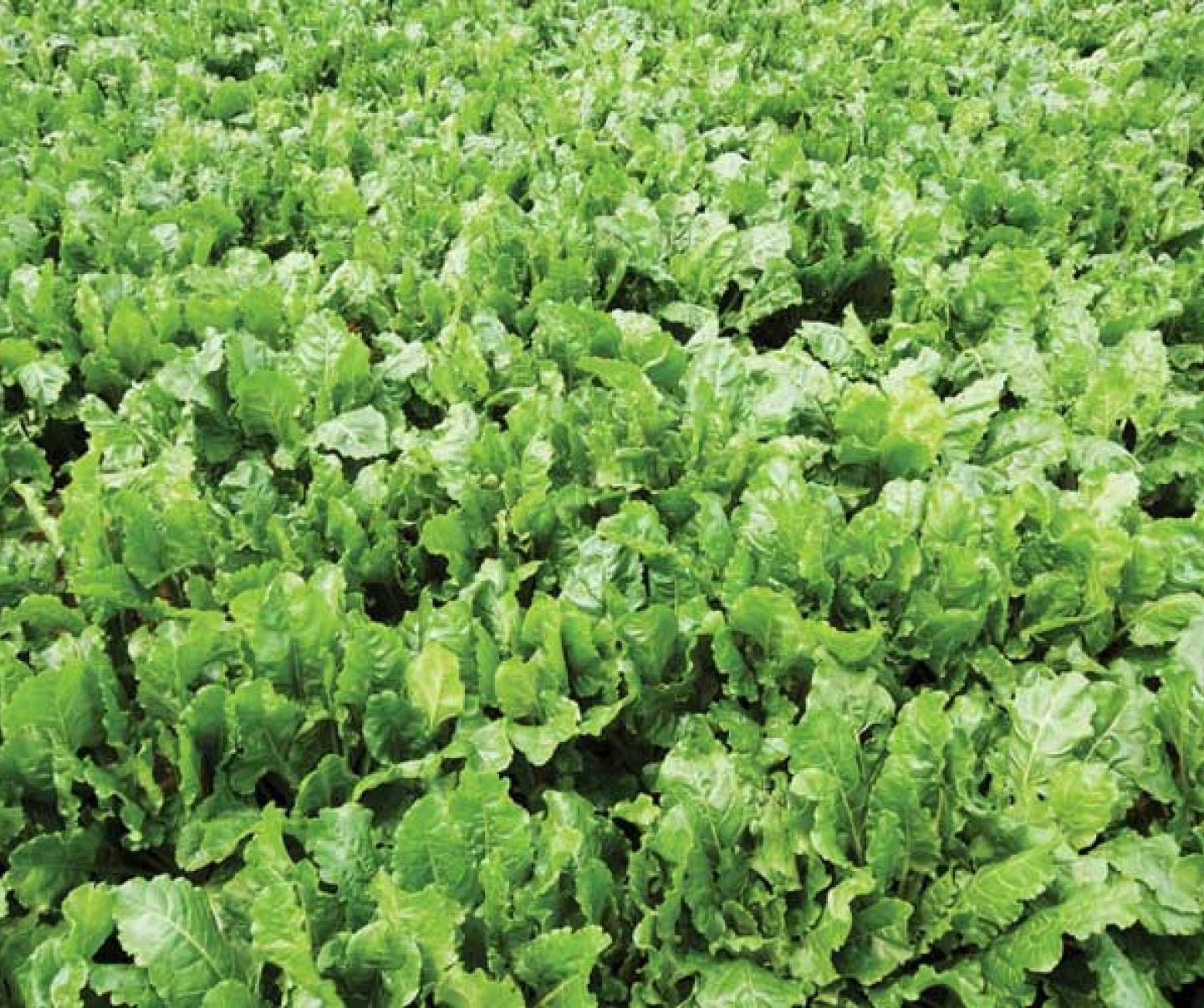 soybeans