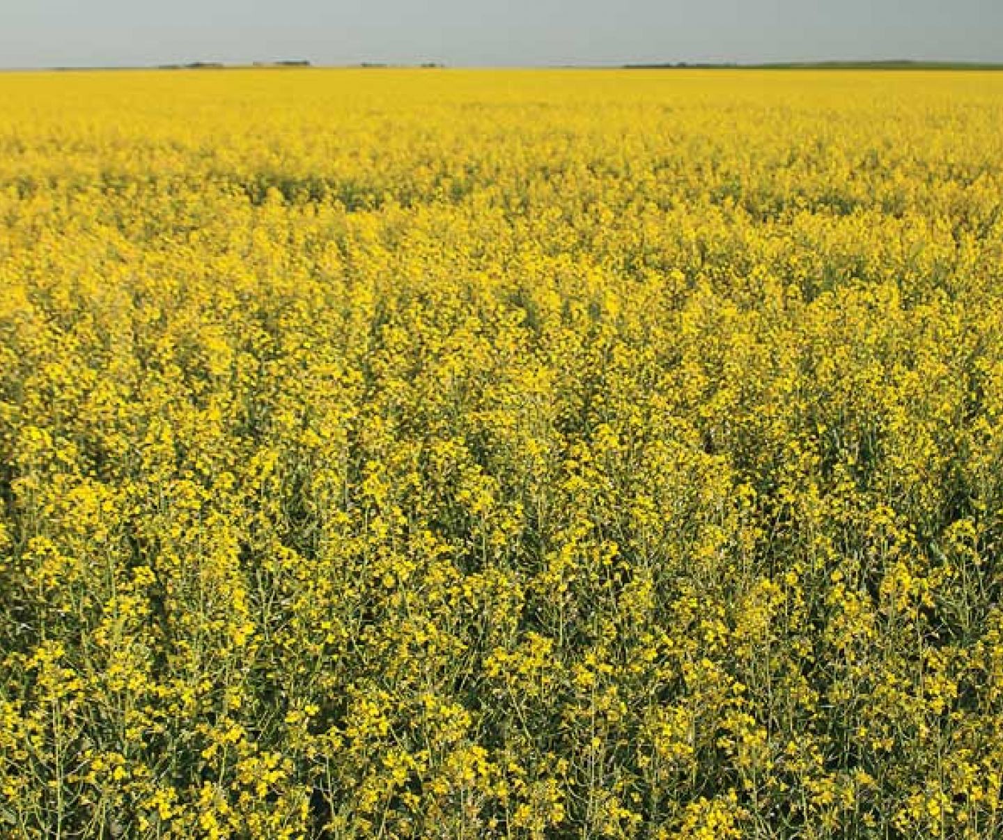 canola
