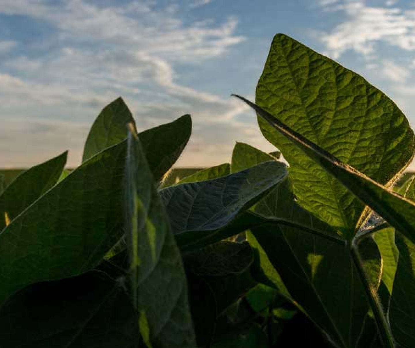 soybeans