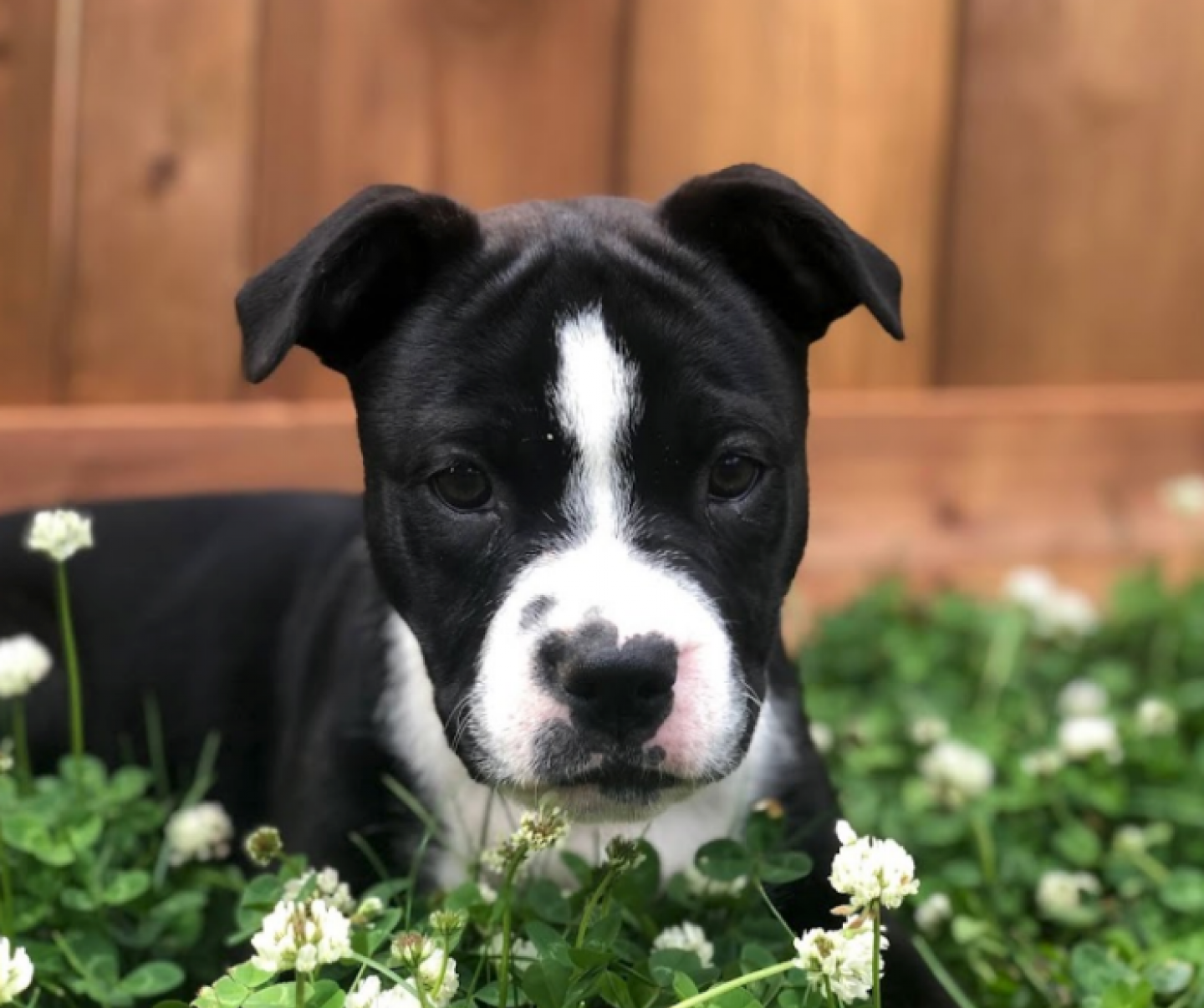 Battlefords Humane Society