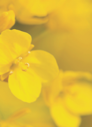 cashback canola hero image