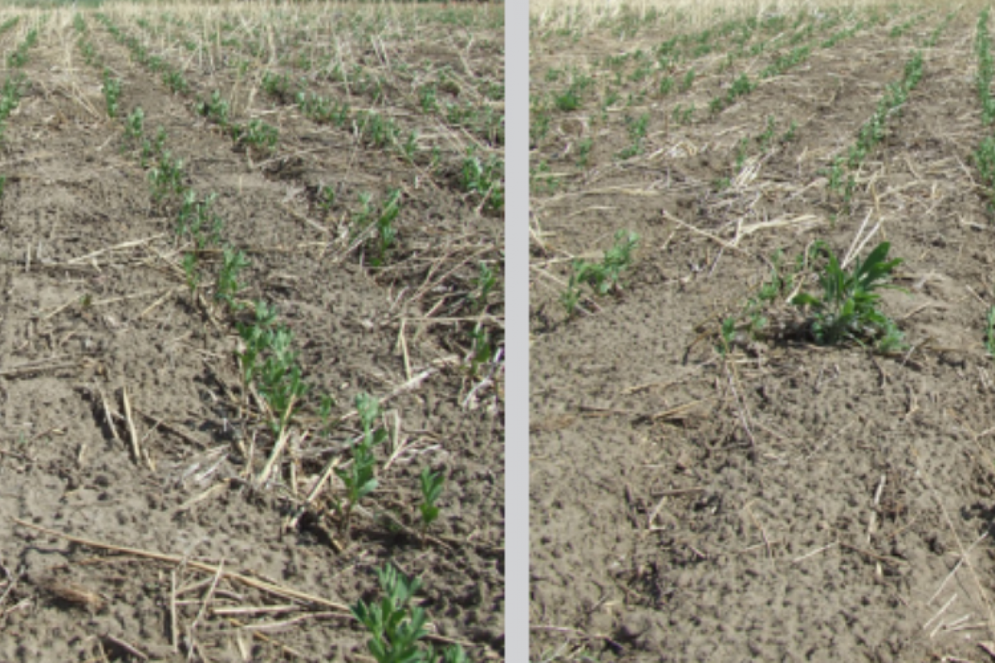 lentil comparison shot