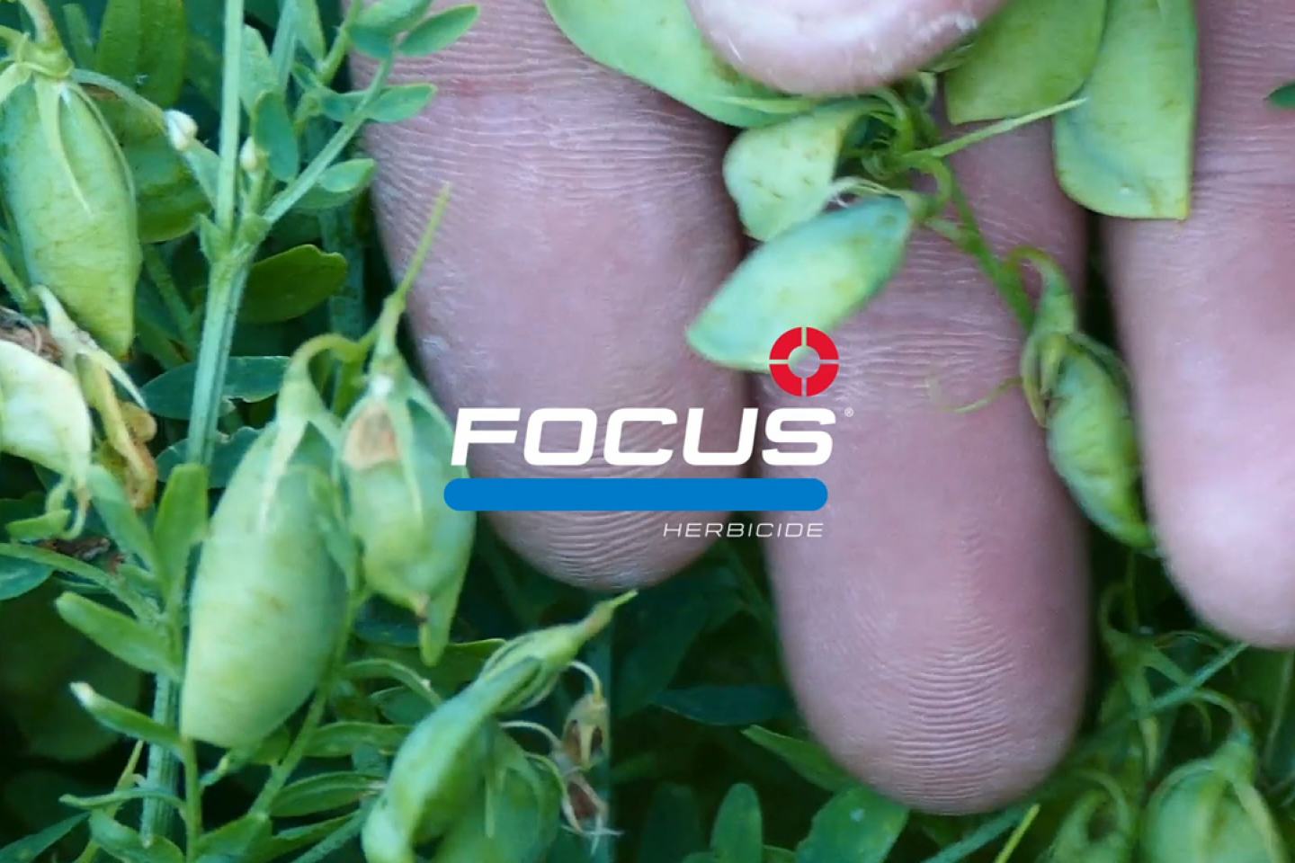 focus