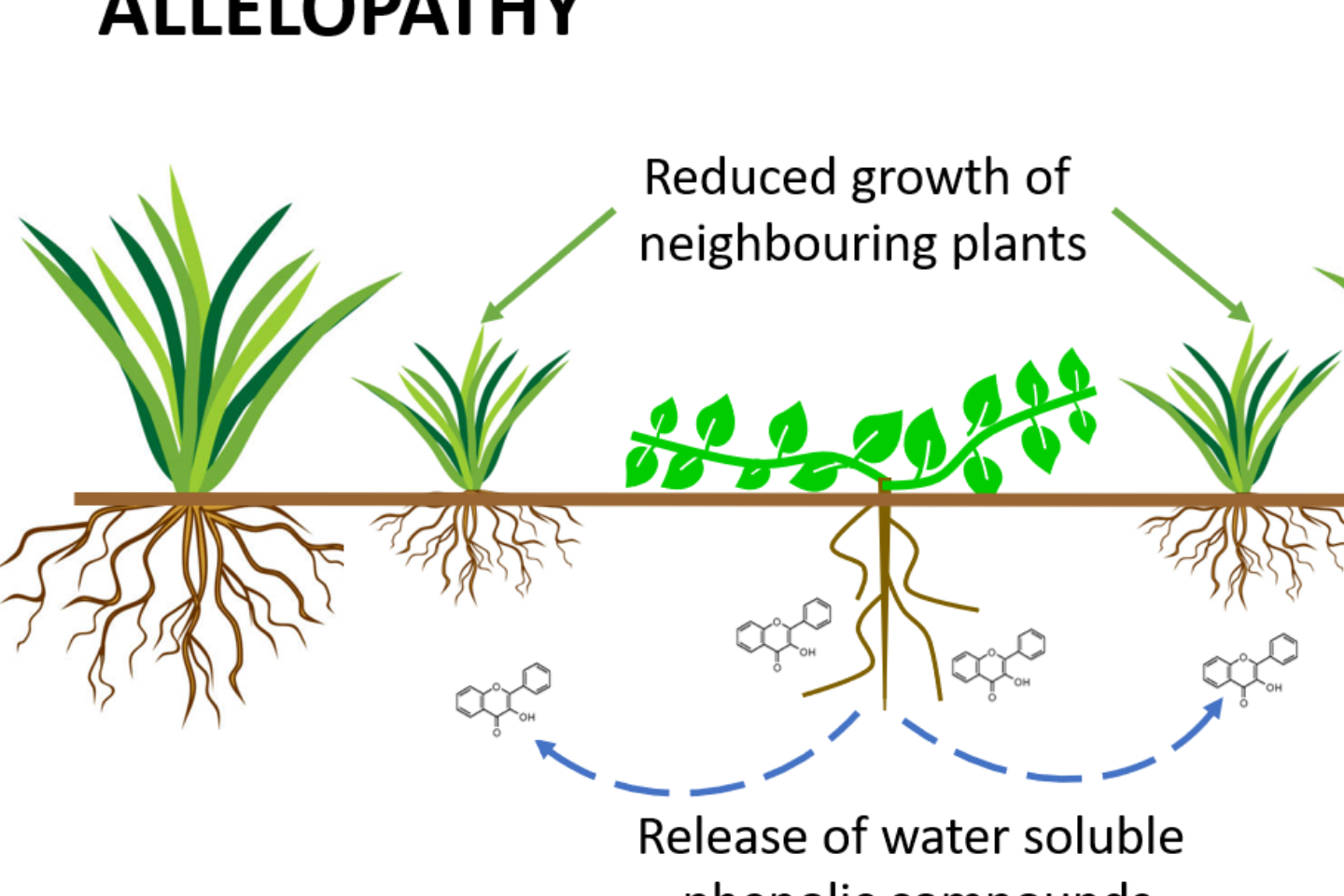 Allelopathy