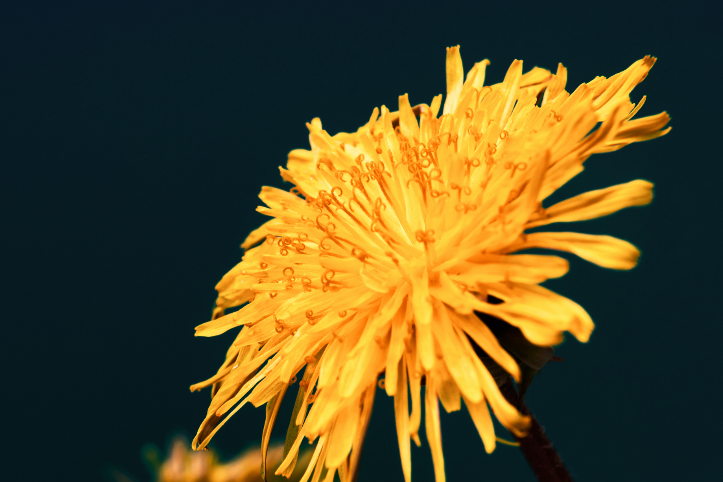 Dandelion