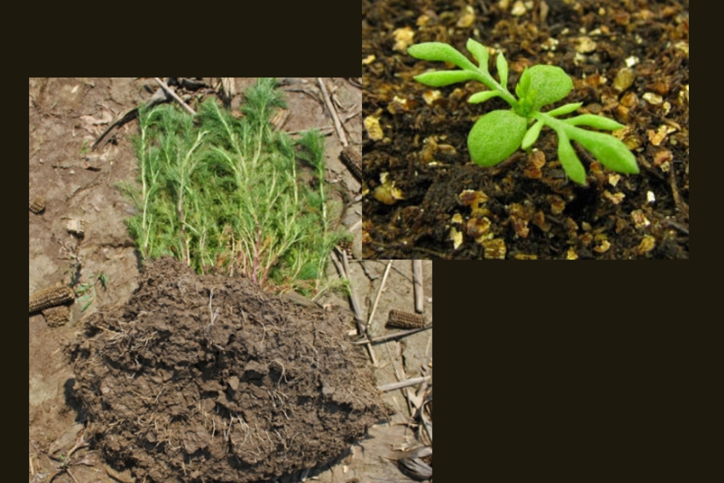Scentless chamomile