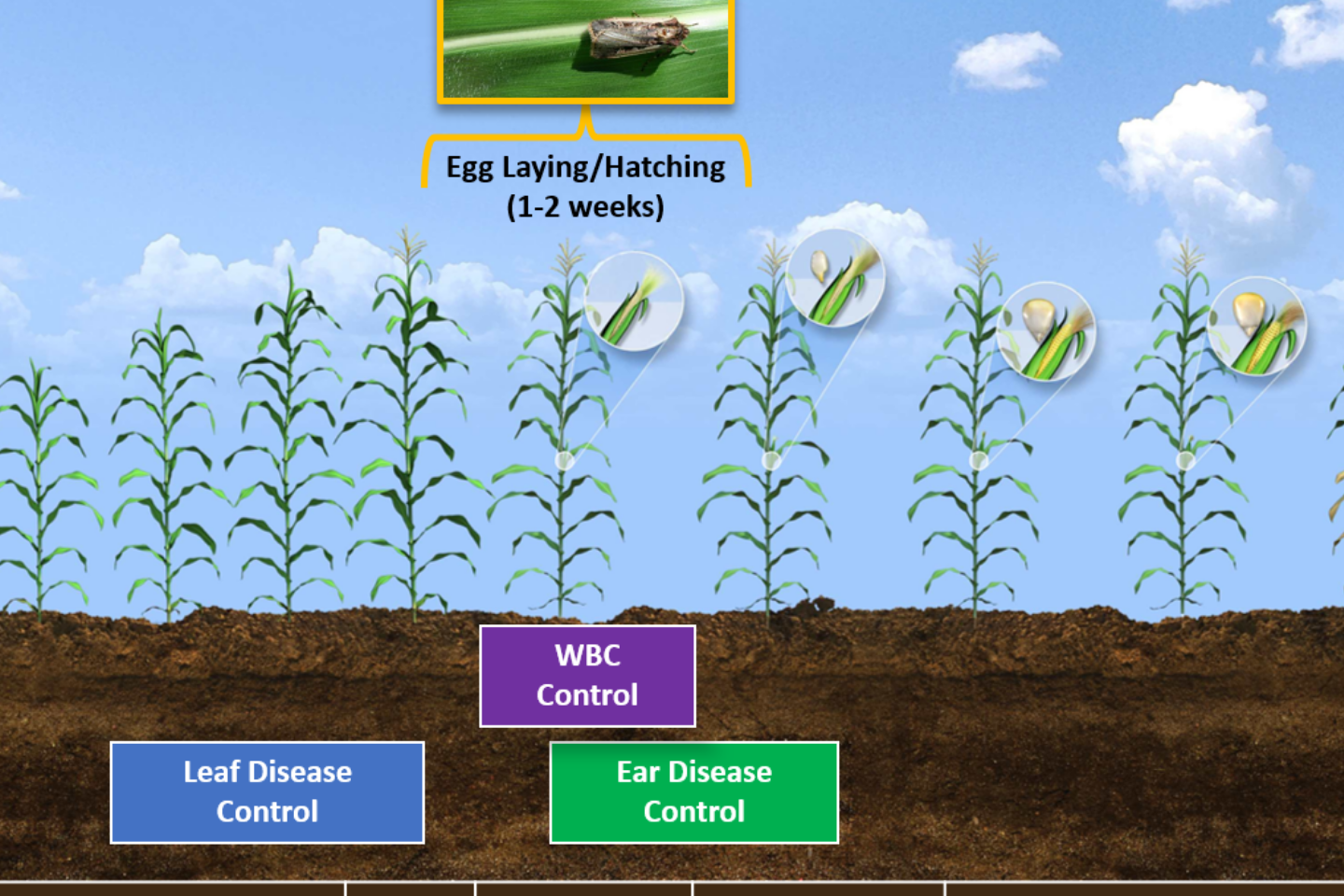 Timing is important when spraying for WBC