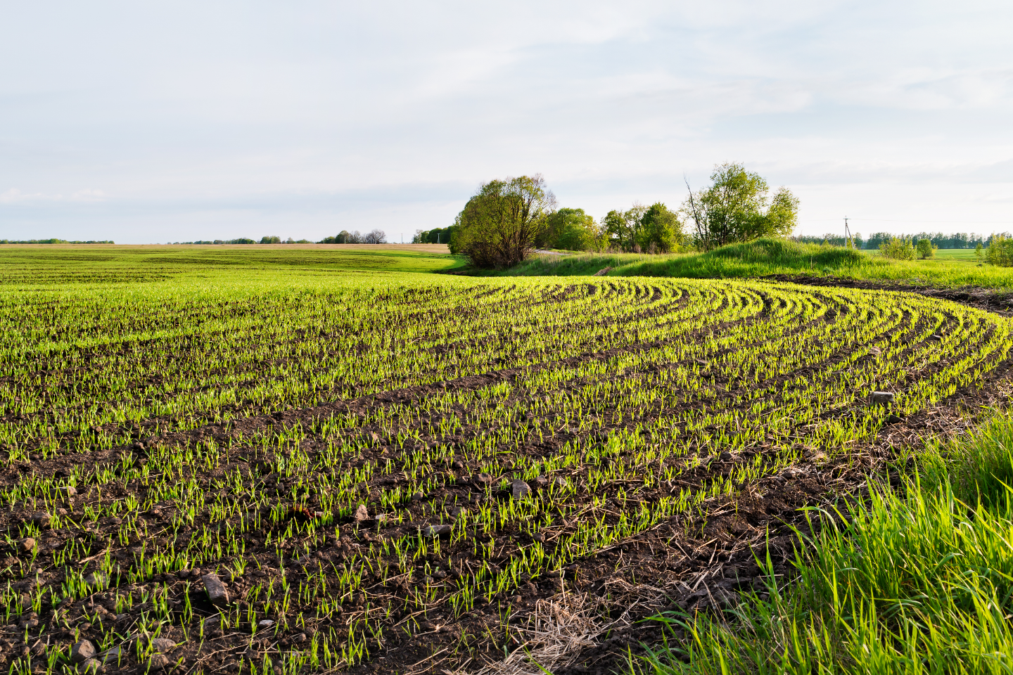 Spring cereals