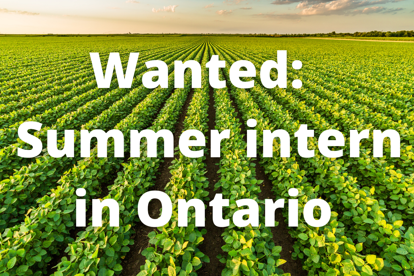 Wanted: Summer intern in Ontario
