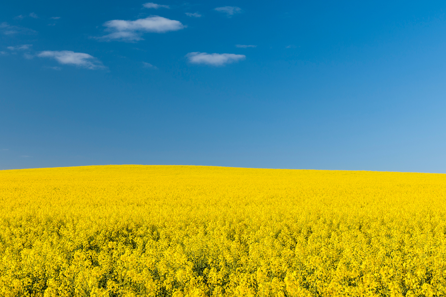 Pounce 384EC now registered for control of striped flea beetles