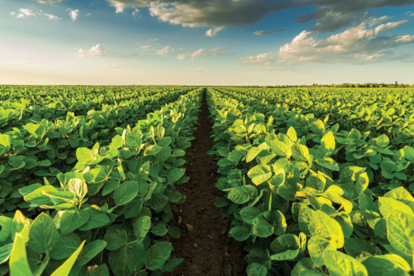 Soybeans