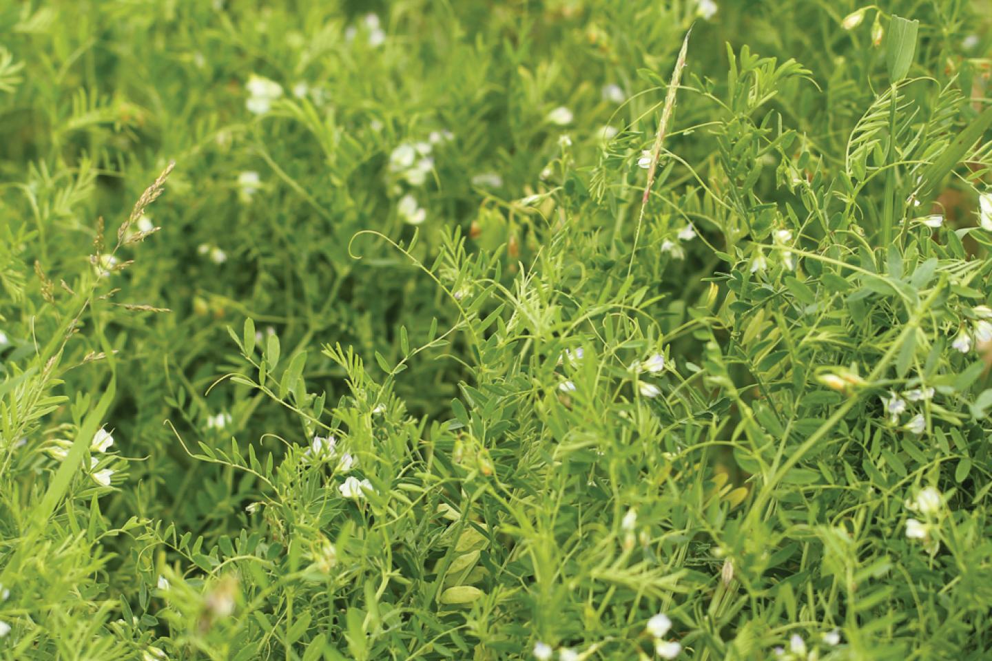 Fall Herbicides