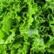 lettuce leaf