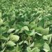 bean crop