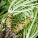 horseradish