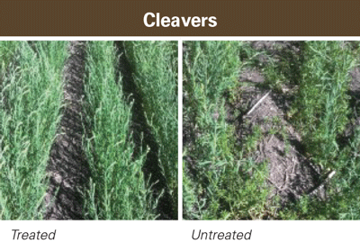 authority cleavers