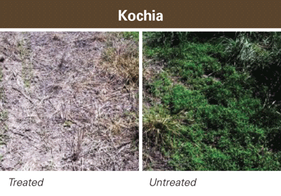 authority kochia
