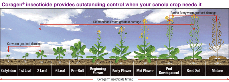 Canola phenology