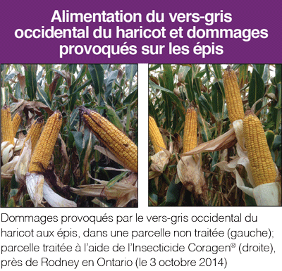 Coragen WBC French