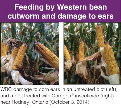coragen WBC