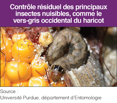 Western bean cutworm French Coragen