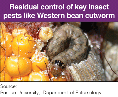 Western bean cutworm