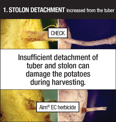 stolon detachment