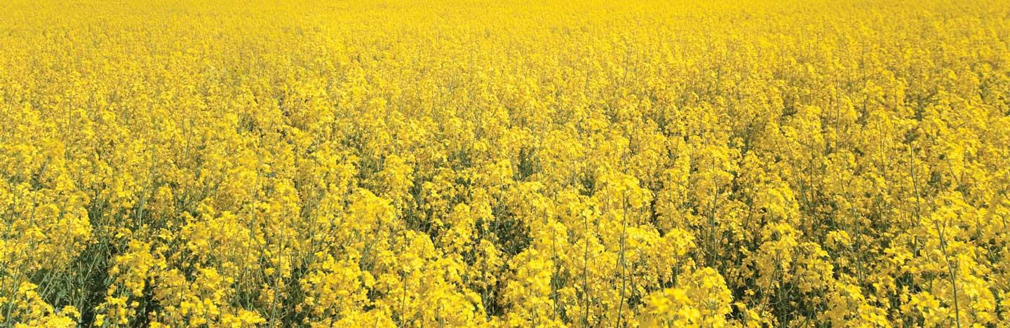 AimÂ® EC herbicide / West | FMC Ag CA