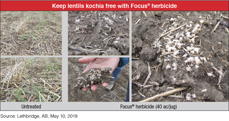 focus lentils
