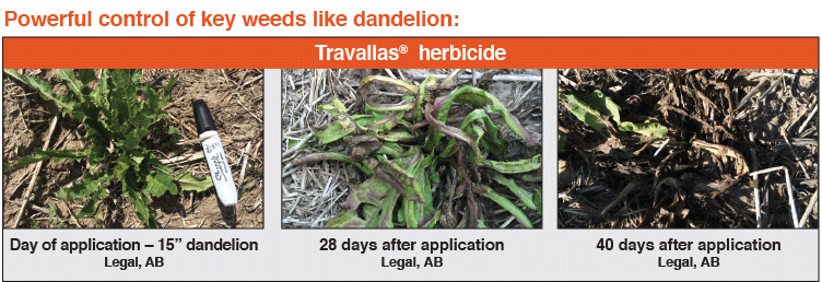 travallas comparison