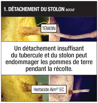 aim stolon