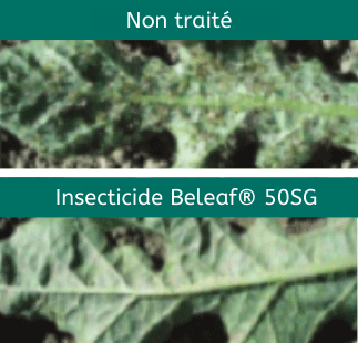beleaf