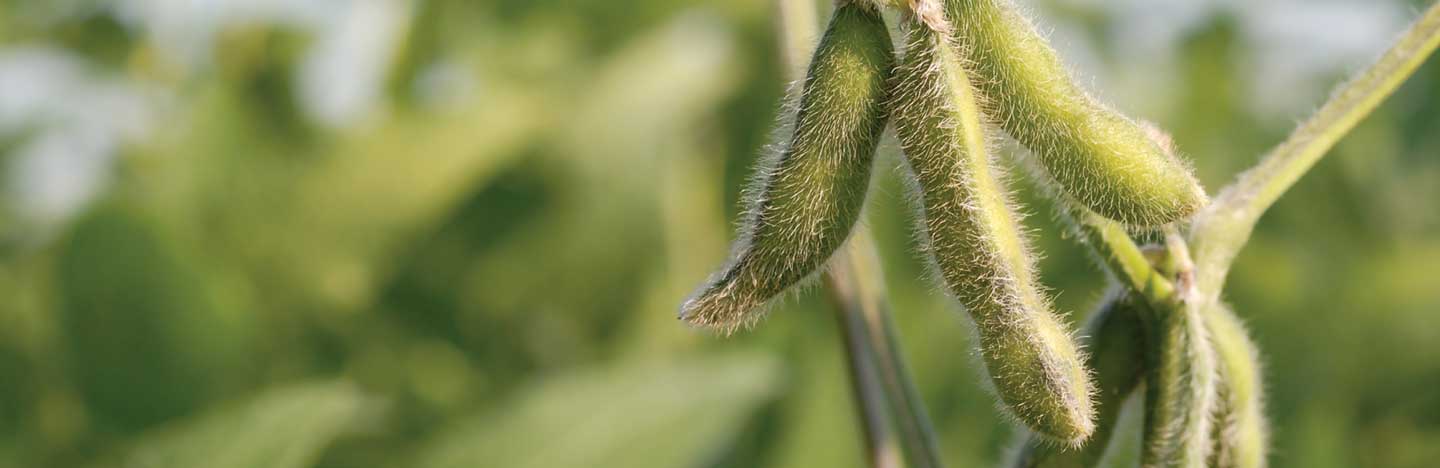 Authority Supreme herbicide / East | FMC Ag CA