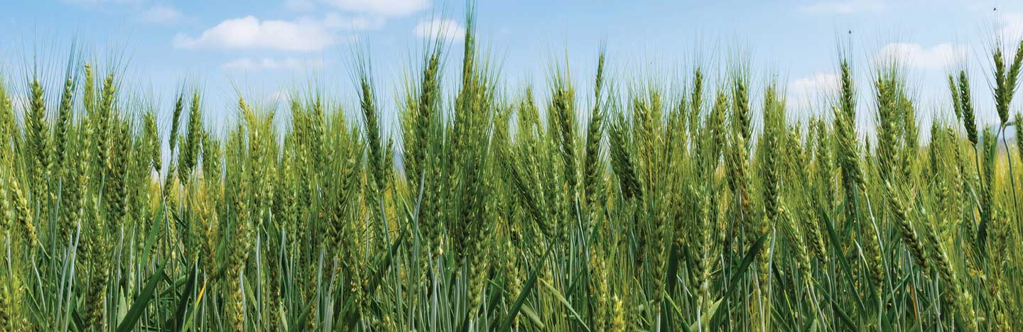 Ally Toss-N-Go herbicide | FMC Ag CA