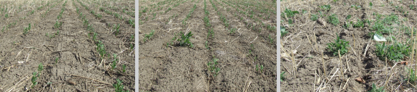lentil comparison shot