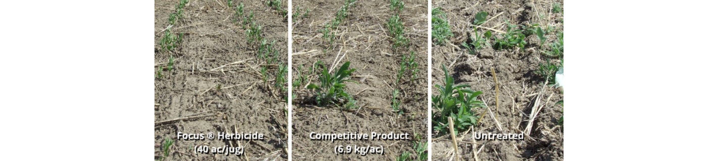 Lentils thrive under a long-term plan