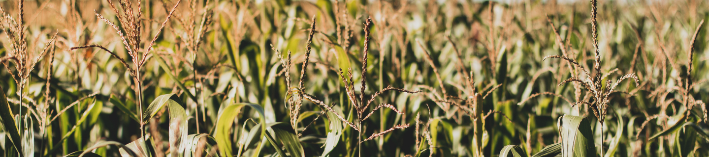 Corn and western bean cutworm