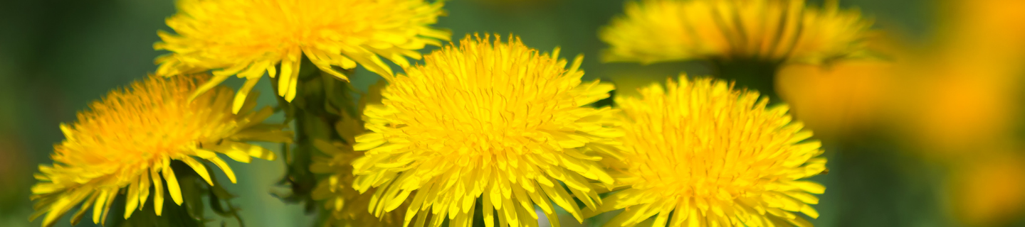 Dandelion