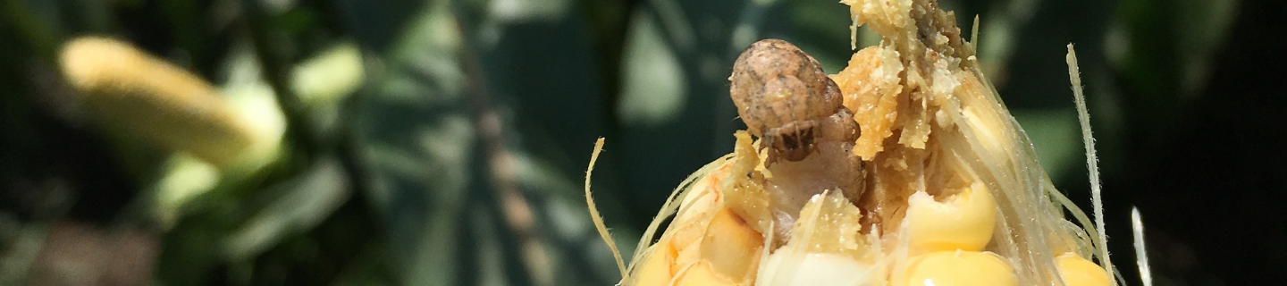 Western bean cutworm